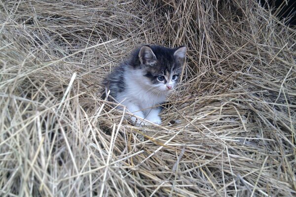 Il piccolo gattino finisce con il fieno