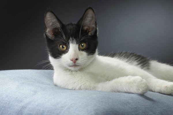 Gorgeous pose of a black and white playful kitten