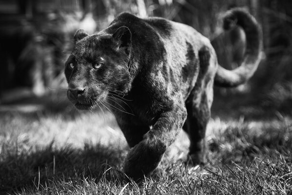 Ein Panther mit ernstem Blick auf jemanden, der jagt