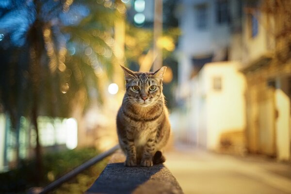 Chat dans les lumières de la ville du soir