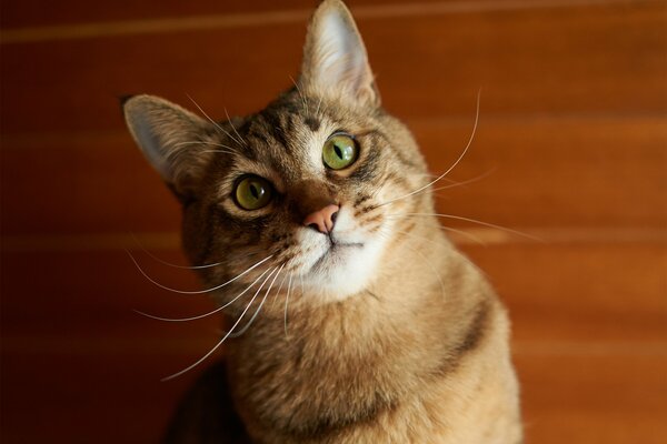 A green- eyed ginger cat with a famously twisted mustache