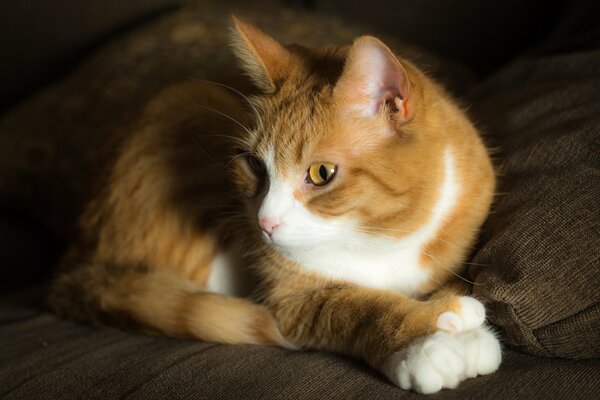 Die weiße Katze bereitet sich auf den Angriff vor