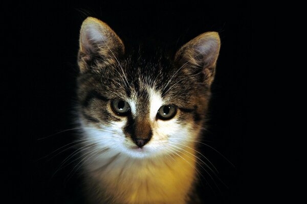 Gatito manchado en un fondo oscuro