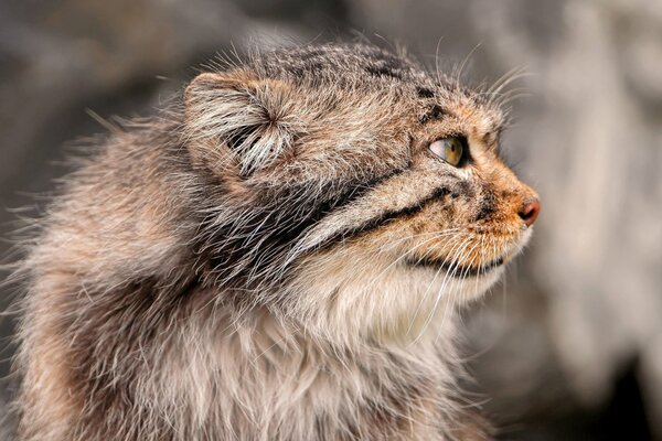 Cara de gato enojado