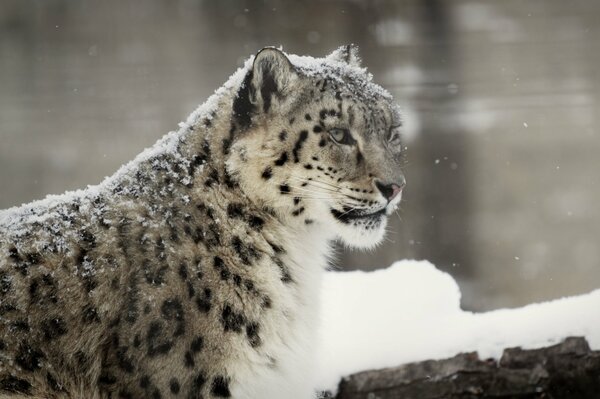 Leopardo de las Nieves, vida silvestre en invierno