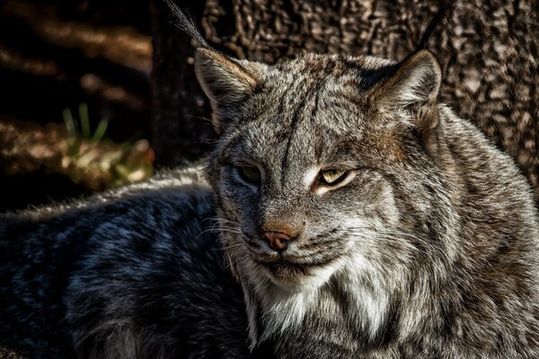 Gato depredador-lince en la caza