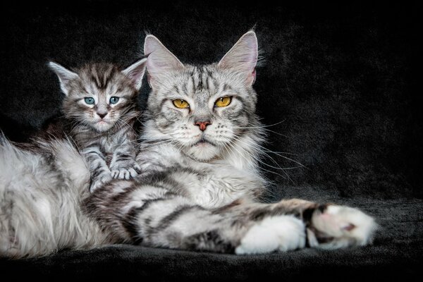 Mamá gato con gatito sobre fondo negro