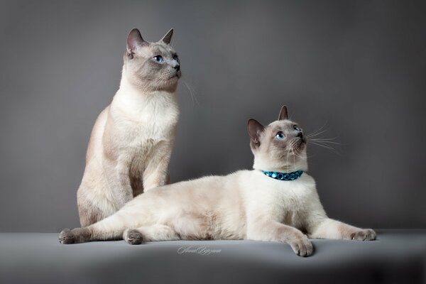 Dos gatos elegantes sobre un fondo gris