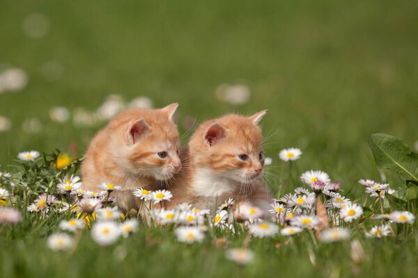 Dos gatitos rojos en un campo de margaritas