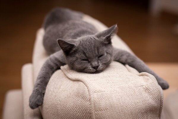 A contented gray cat lies and sleeps