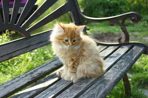 Pequeño gato rojo sentado en un banco