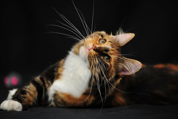 Chat avec une belle moustache