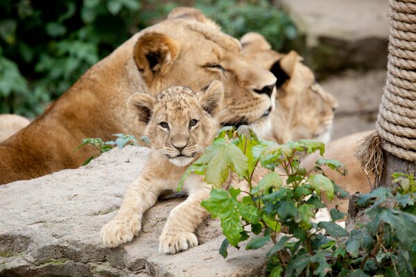 Lions are resting on a rock