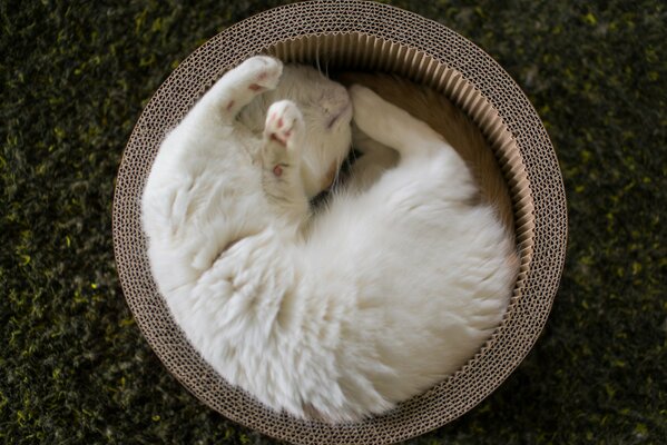 Chaton blanc pelucheux recroquevillé dans un panier