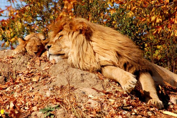 A lion and a lion cub bask in the sun