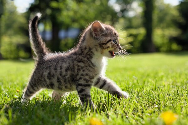 Маленький котенок в траве на прогулке