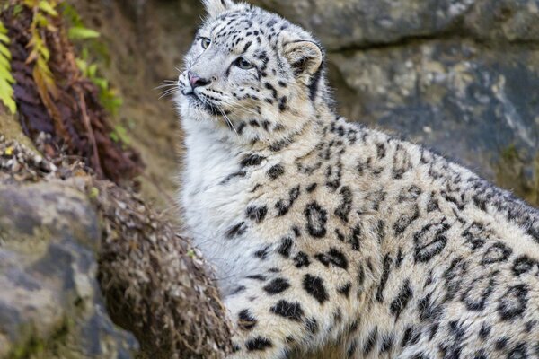 Snow leopard on the background of summer nature