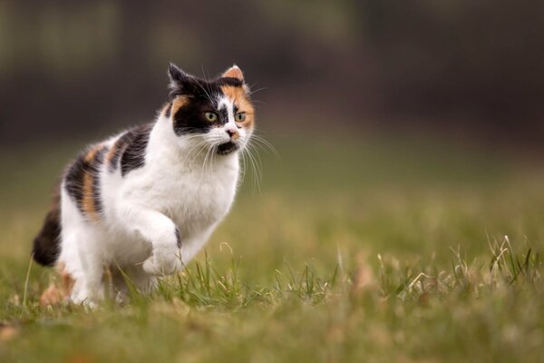 A beautiful cat runs through the grass