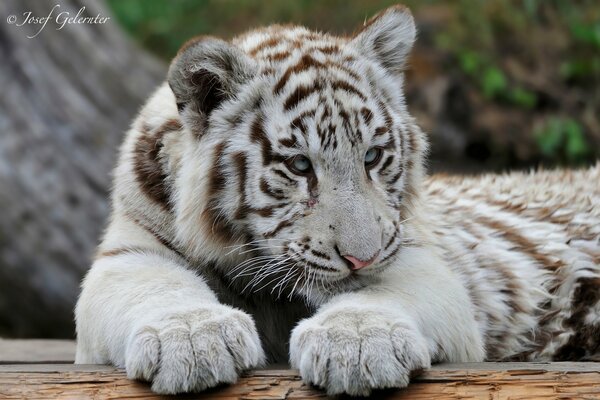 The white predator is a young tiger