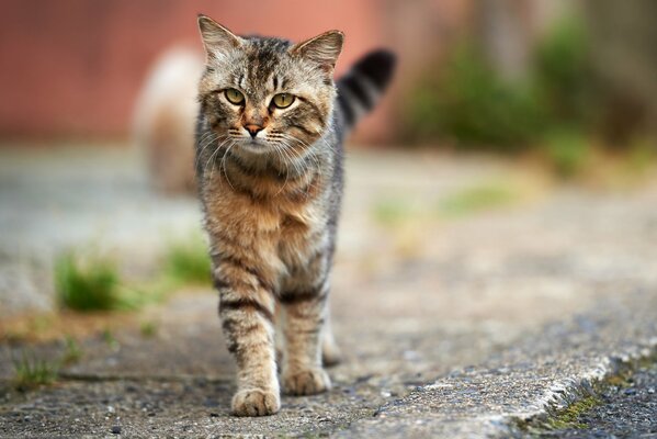 Gato gris a rayas caminando por la calle