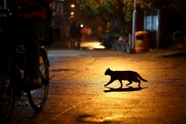 Katze durch die Nachtstadt