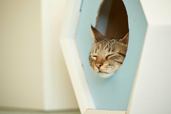 El gato gris duerme en la casa del gato