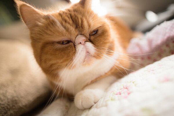 Eine Katze mit abgeflachtem Gesicht flieht