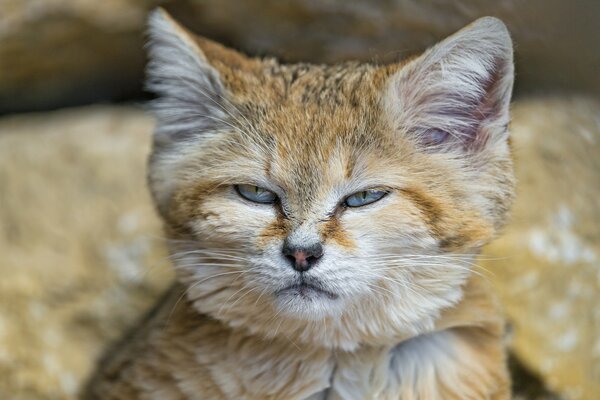 The dune cat is watching you very contemptuously