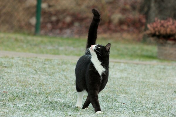 Schwarze und weiße Katze auf grünem Gras