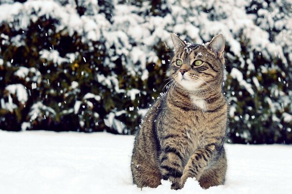 Die grünäugige Katze, die von ihrem ersten Winter schockiert ist, sitzt im Schnee