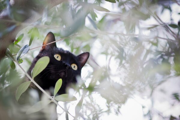 The black cat hunting for branches