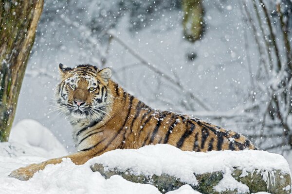 El tigre yace sobre una roca cubierta de nieve