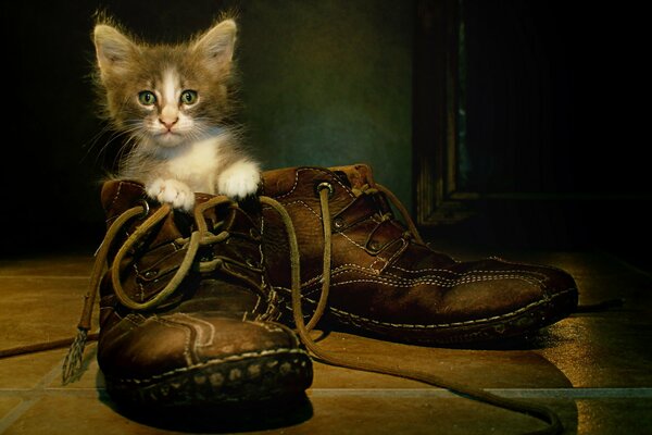 Cute kitten sitting in a shoe