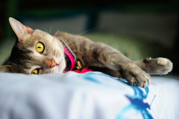 Chat avec des yeux jaunes et un collier rose se trouve