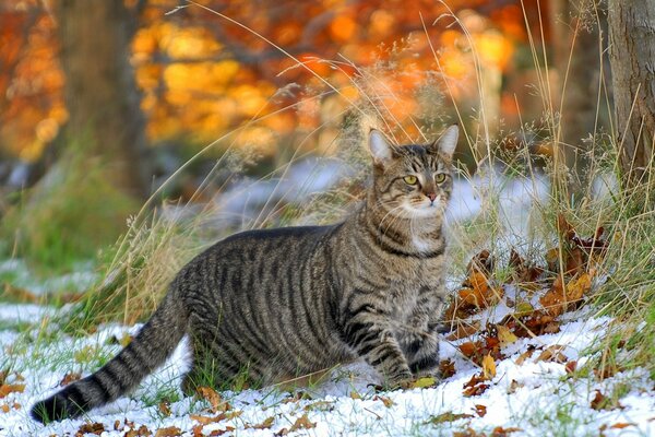 Strange. the grass is still green and the snow is lying