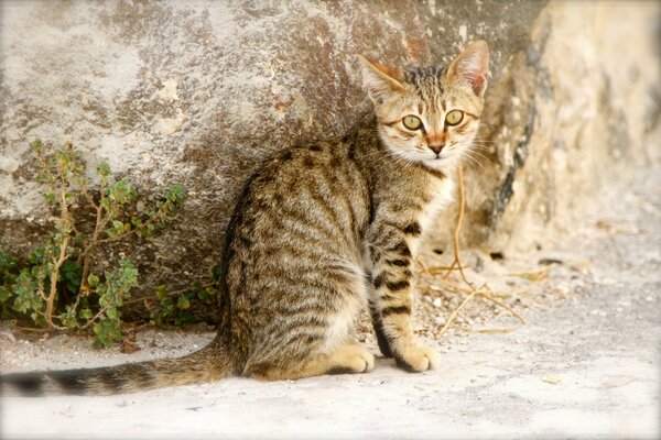 Only a glance distinguishes the kitten from the background of the street wall