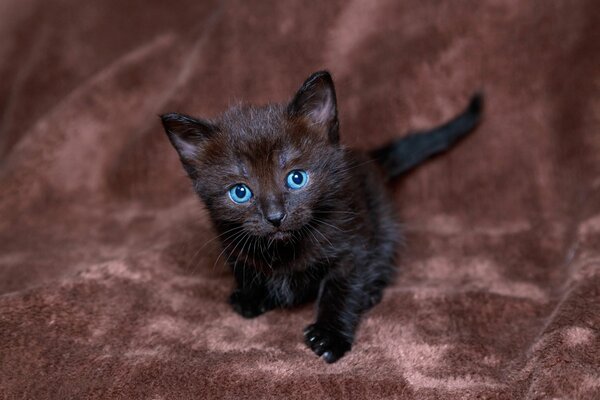 Piccolo gattino nero su sfondo rosso