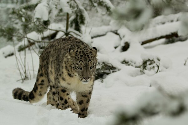 Irbis im Winterwald