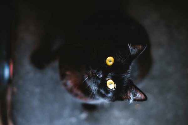 Der Blick einer schwarzen Katze ist einfach faszinierend