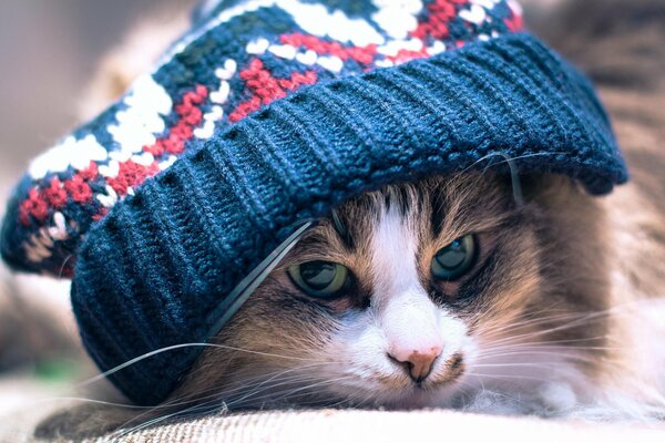 Cara de gato en un gorro de invierno