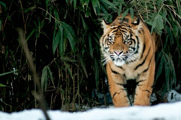 Tiger on a background of green leaves and snow