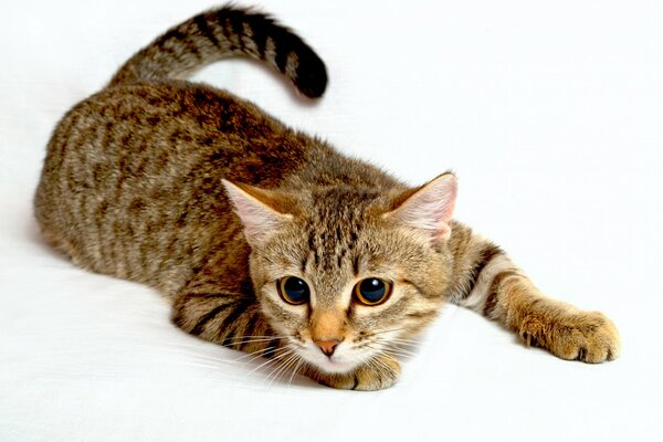 Tricolor cat Lying hunts