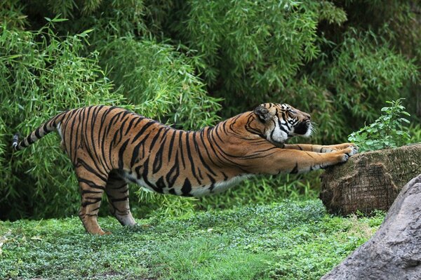 Tiger auf der Lichtung macht ein Aufwärmen