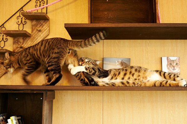 Chats drôles jouant sur l étagère