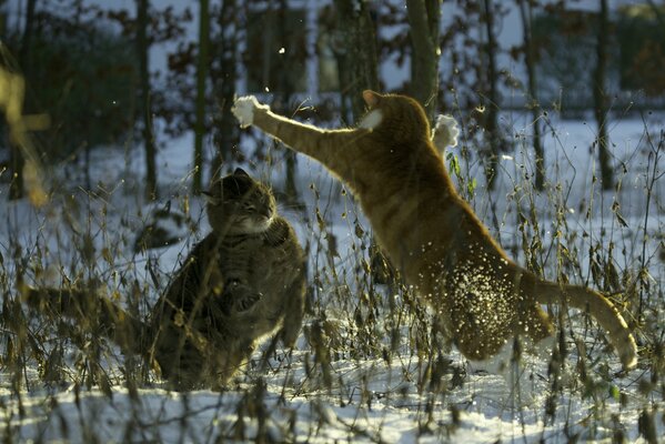 Cats play in the snow