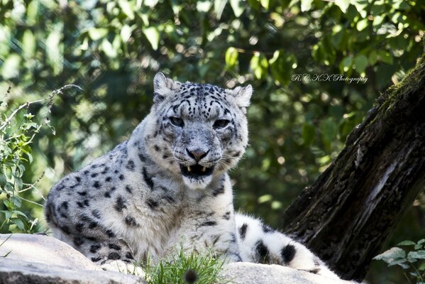 Snow leopard resting on a rock