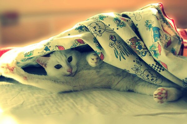 Chat couché sur le lit sous la couverture