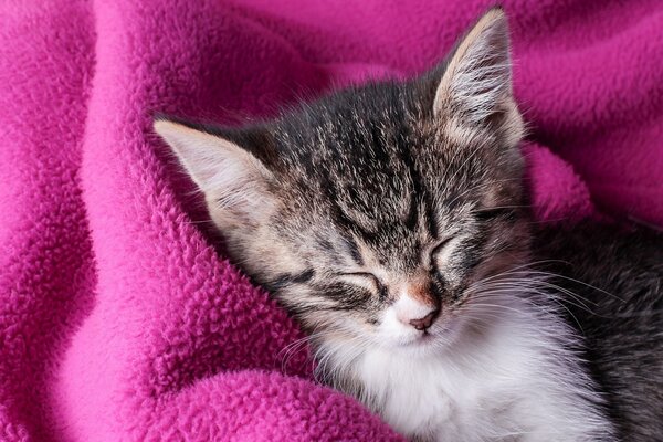 Sleeping kitten wrapped up in a blanket