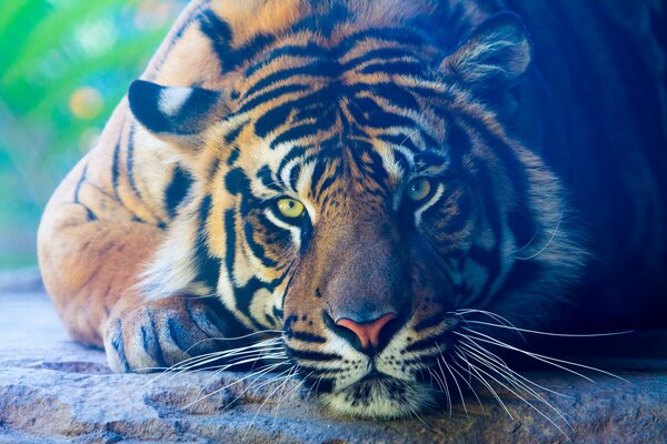 Tigre calme repose sur la pierre