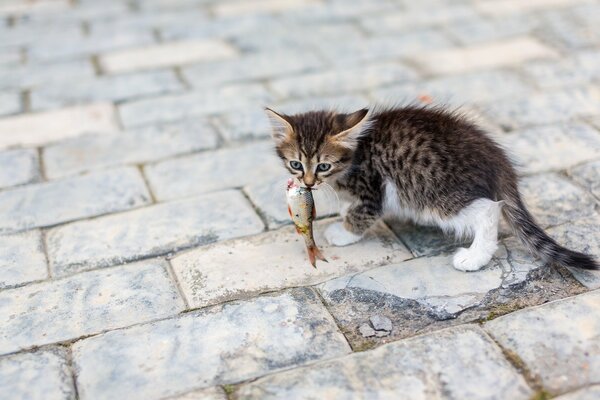 Chat tacheté avec un poisson dans les dents